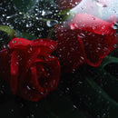 Clear Waterproof OPP Flower Bouquet Wrapping Paper Rolls - Clear-5