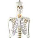 Human Skeleton Anatomical Model 180cm-3