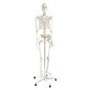 Human Skeleton Anatomical Model 180cm-4