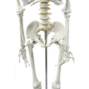 Human Skeleton Anatomical Model 180cm-6