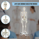 Human Skeleton Anatomical Model 180cm-8