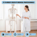 Human Skeleton Anatomical Model 180cm-9