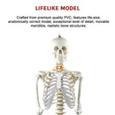 Human Skeleton Anatomical Model 180cm-11