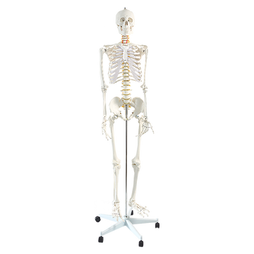Human Skeleton Anatomical Model 180cm