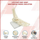 Life Size Foot Joint Anatomical Model Skeleton-3