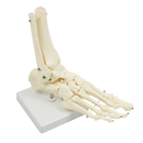 Life Size Foot Joint Anatomical Model Skeleton-4