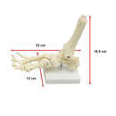 Life Size Foot Joint Anatomical Model Skeleton-11