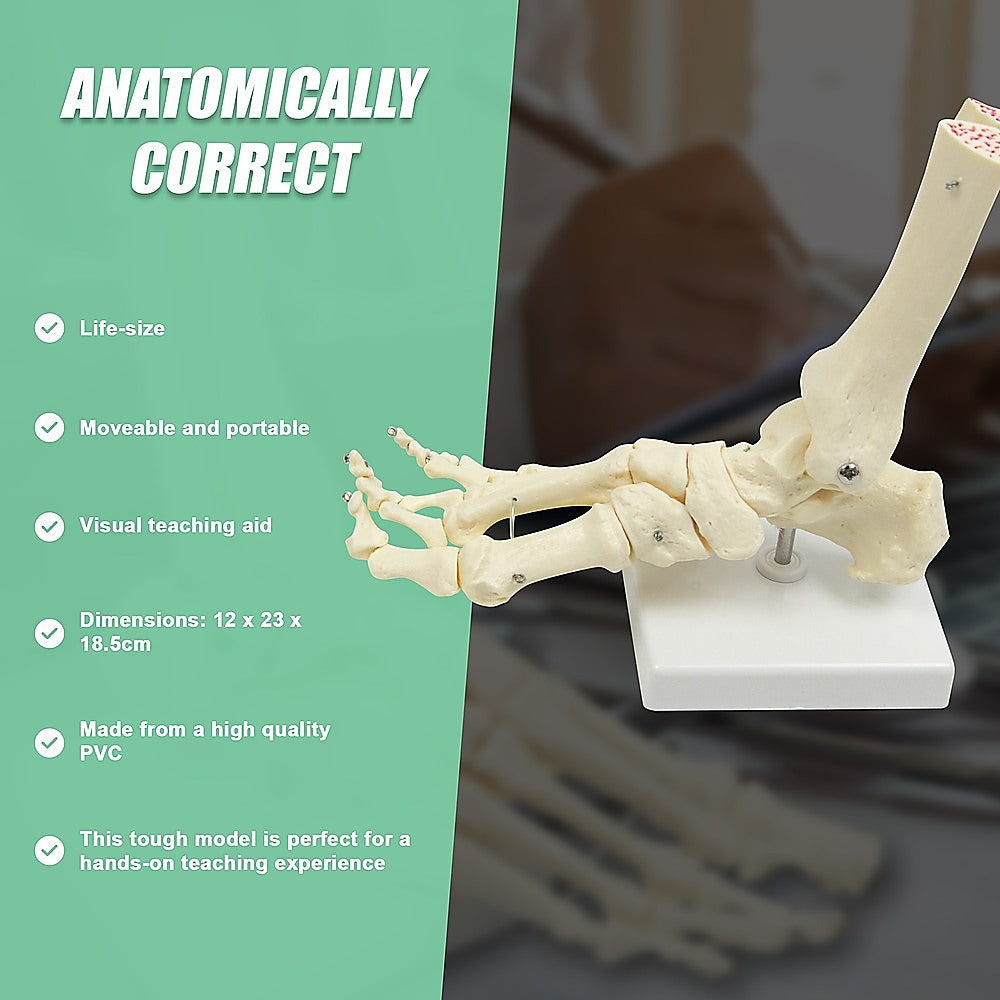 Life Size Foot Joint Anatomical Model Skeleton