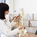 Life Size Flexible Spine Pelvis & Femur Model – Anatomical Skeleton Display-1