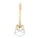 Life Size Flexible Spine Pelvis & Femur Model – Anatomical Skeleton Display-4