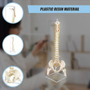 Life Size Flexible Spine Pelvis & Femur Model – Anatomical Skeleton Display-6