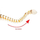 Life Size Flexible Spine Pelvis & Femur Model – Anatomical Skeleton Display-7