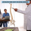 Life Size Flexible Spine Pelvis & Femur Model – Anatomical Skeleton Display-8