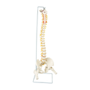 Life Size Flexible Spine Pelvis & Femur Model – Anatomical Skeleton Display-10