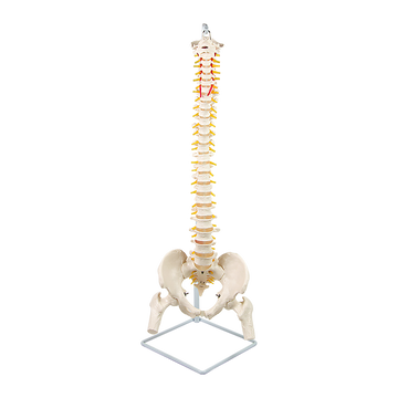 Life Size Flexible Vertebral Spine Pelvis & Femur Skeleton Model Anatomy Model