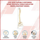 Life Size Flexible Vertebral Spine Pelvis & Femur Skeleton Model Anatomy Model-3