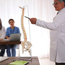 Life Size Flexible Vertebral Spine Pelvis & Femur Skeleton Model Anatomy Model-5