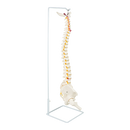 Life Size Flexible Vertebral Spine Pelvis & Femur Skeleton Model Anatomy Model-6