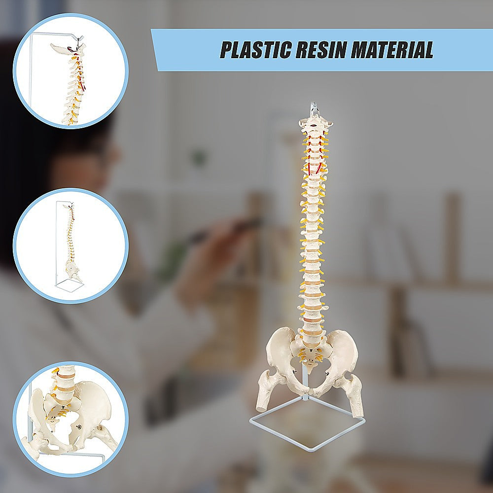 Life Size Flexible Vertebral Spine Pelvis & Femur Skeleton Model Anatomy Model