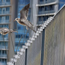 20x 50cm Bird Spike S304 wire Spikes Eaves Pigeon Gull Starling 10M-12