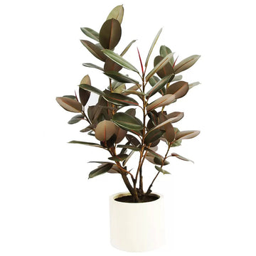 Artificial Rubber Tree 1.2M - RnR Galore
