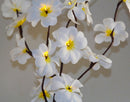 1 Set of 50cm H 20 LED White Frangipani Tree Branch Stem Fairy Light Wedding Event Party Function Table Vase Centrepiece Decoration - RnR Galore
