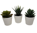 3 Pack of Artificial Succulent Potted Plants in White Plastic 6cm Pot Interior Decoration - RnR Galore