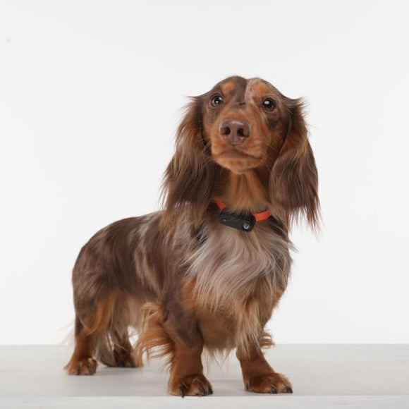 Tickless Mini Electronic Tick Repeller for Cats and Small Dogs - RnR Galore