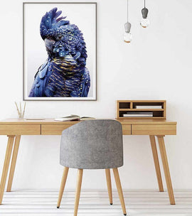 Wall Art 70cmx100cm Black Cockatoo A Black Frame Canvas - RnR Galore